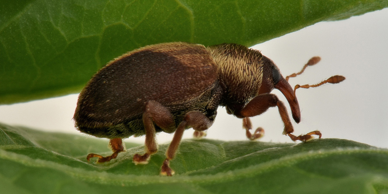 Curculionidae:  Lignyodes enucleator?  S !